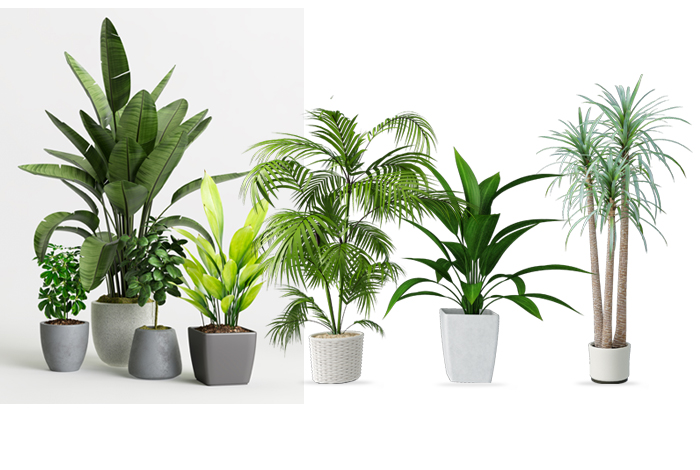 Pots & Planters-Gurugram Capitals