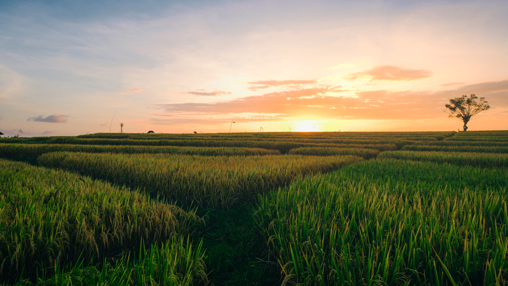 Agricultural Land for Sale