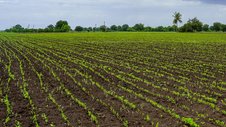 Agricultural Land for Sale