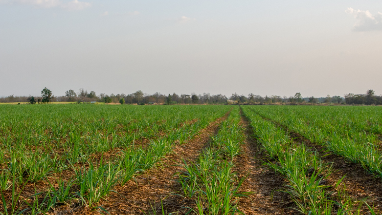 R-Zone Land for Sale